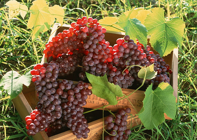 Feast of Grapes, fruit, grapes, leaves, dark, box, juicy, bunches, HD wallpaper