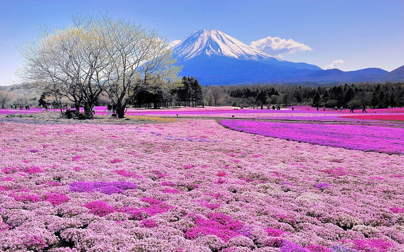 mt. fuji beyond a pink flowers field, mountain, flowers, volcano, pink, field, HD wallpaper