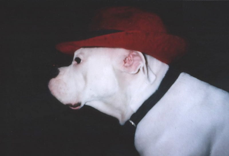 Masha, my lovely white boxer R.I.P., boxer, white boxer, animals, dogs, HD wallpaper