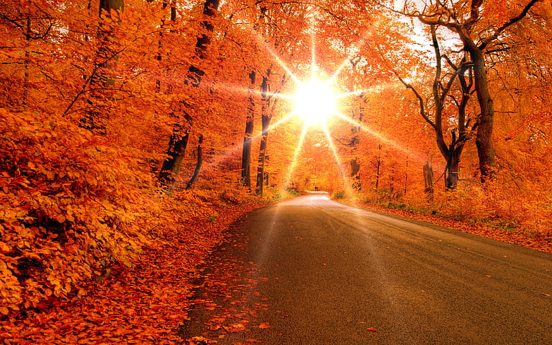 Autumn Road sun, nice, autumn sun, path, infinite, bright, paisage, wood,  brightness, HD wallpaper | Peakpx