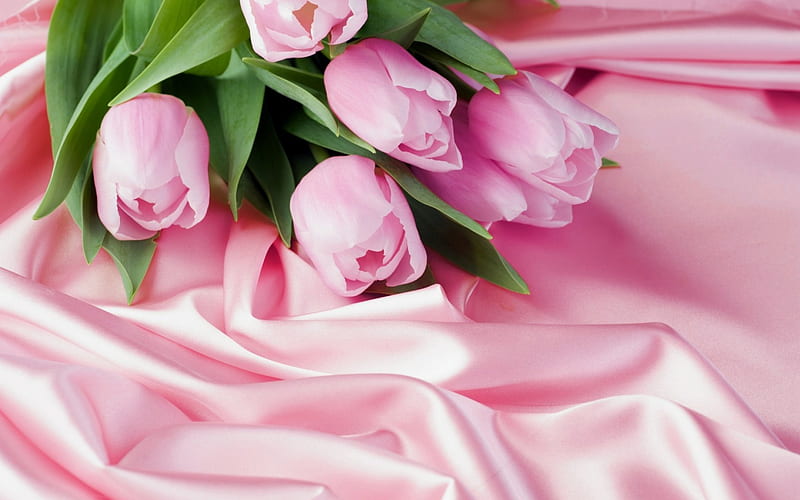 beautiful tulips, flowers, tulips, beautiul, gorgeous, HD wallpaper