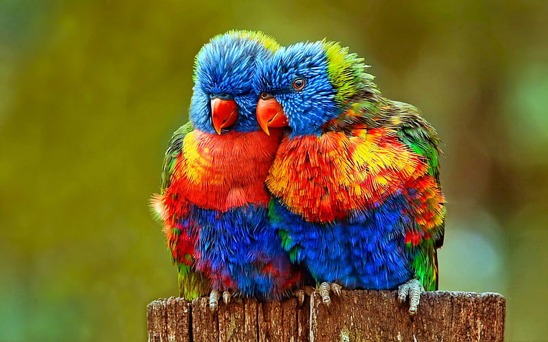 Birds, Bird, Close Up, Animal, Colorful, Lovebird, Parrot, Lorikeet, Rainbow Lorikeet, HD wallpaper
