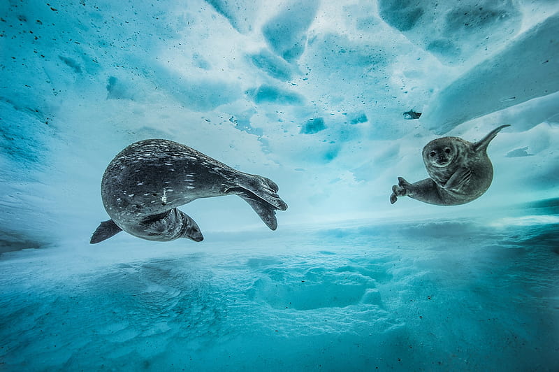 Swim gym, Swim under frozen sheets of ice, Antarctica, Weddell seals, Pup is taken swimming a week or two after birth, HD wallpaper