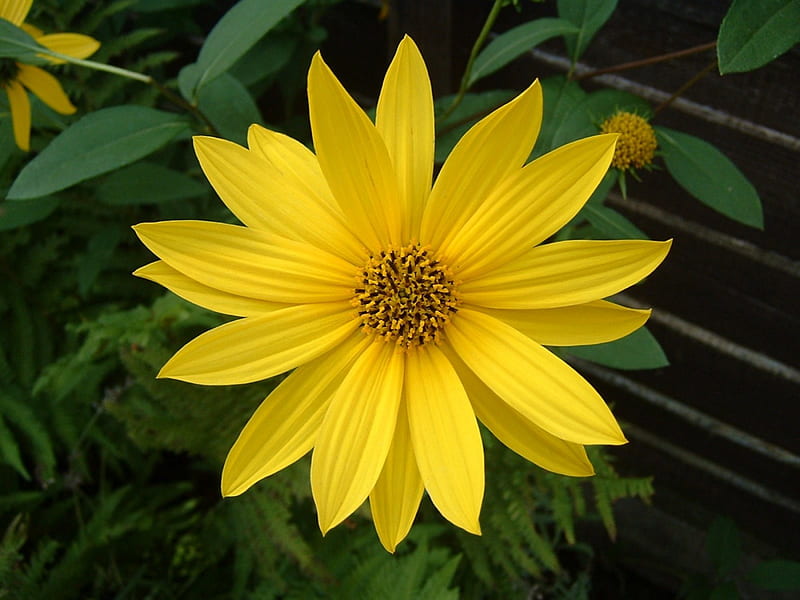 Flor amarilla completa, verde, llena, flor, amarillo, naturaleza, Fondo de  pantalla HD | Peakpx