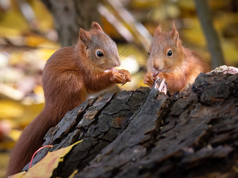 Squirrels, animal, couple, nuts, red, squirrel, veverita, HD wallpaper