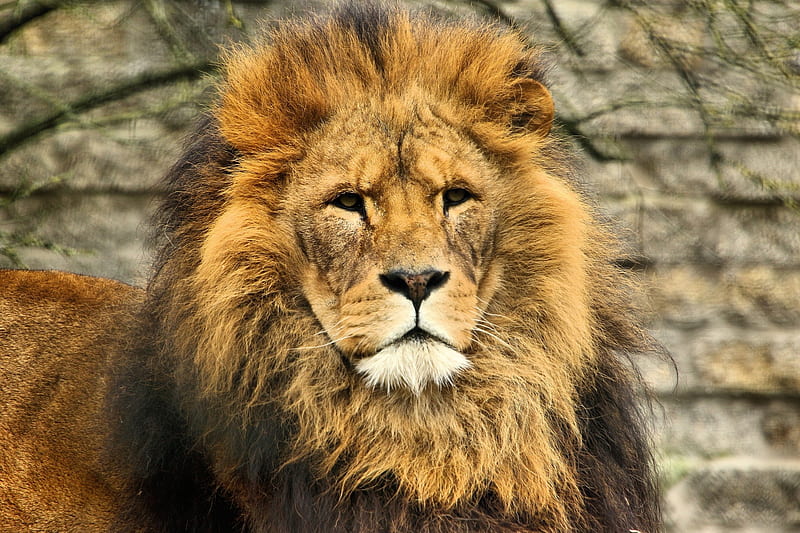 LEO THE LION, STARE, MANE, CATS, BIG, HD wallpaper | Peakpx