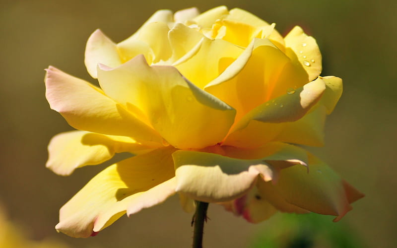 Yellow Rose, pretty, Full bloom, gorgeous, HD wallpaper
