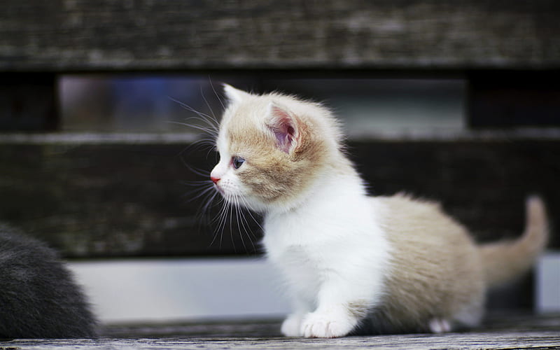 White gray kitten, fluffy cute kitten, small cat, cute animals ...