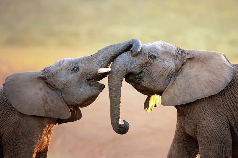 Hey Buddy! Want to Play?, elephants, tusks, nature, animals, trunks, HD wallpaper