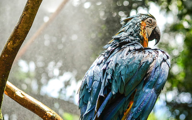 Hyacinth macaw rain, blue parrots, wildlife, blue macaw, Anodorhynchus hyacinthinus, parrots, macaw, HD wallpaper