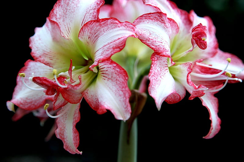 *** AMARYLLIS ***, flowers, color, nature, white, pink, HD wallpaper
