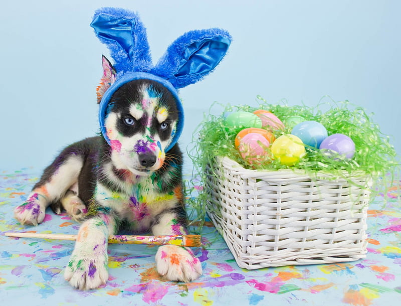 Happy Easter!, paint, ears, easter, animal, cute, egg, green, bunny, funny, puppy, dog, blue, HD wallpaper