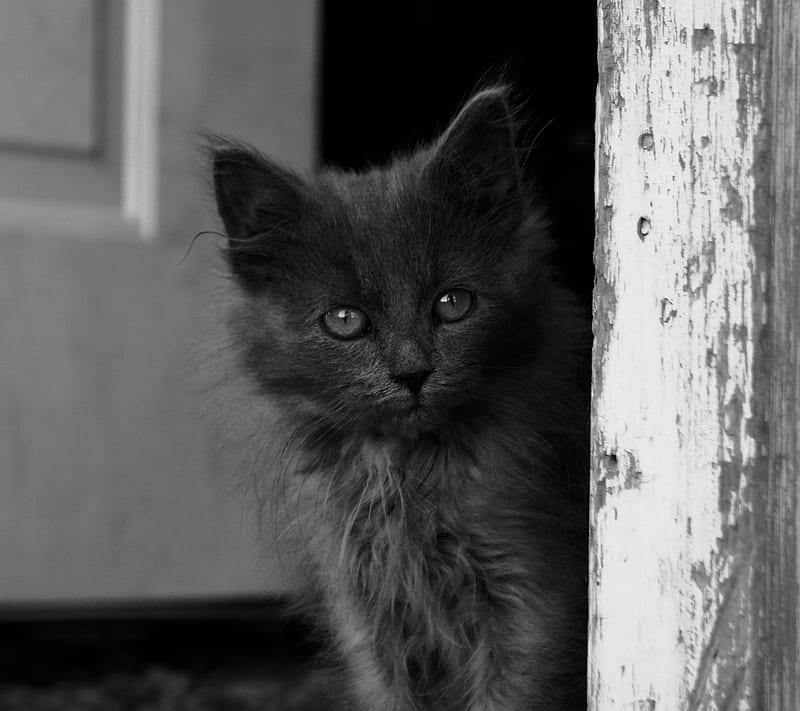 Black Kitten, adorable, animal, baby, cat, cute, feline, nature, pet, young, HD wallpaper