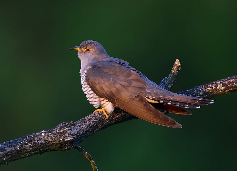 Common Cuckoo, animal, cuckoo, bird, common, HD wallpaper