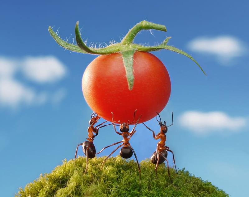 Tomatoe festin, red, ant, creative, situation, fantasy, green, tomatoe, insect, funny, blue, lolita777, HD wallpaper