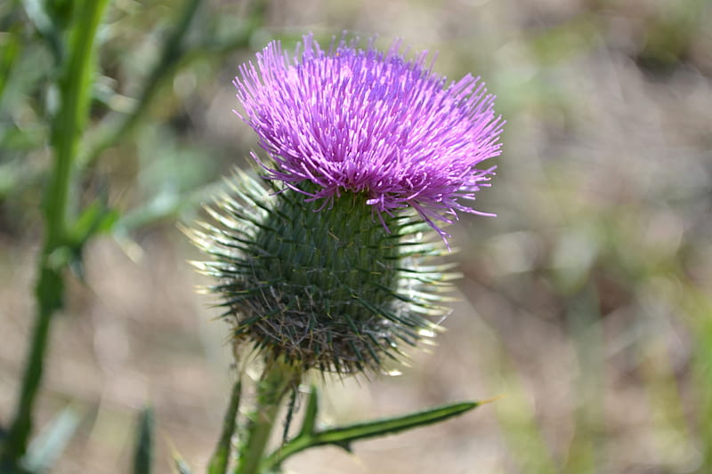 Scotch Thistle, flower, nature, graphy, HD wallpaper