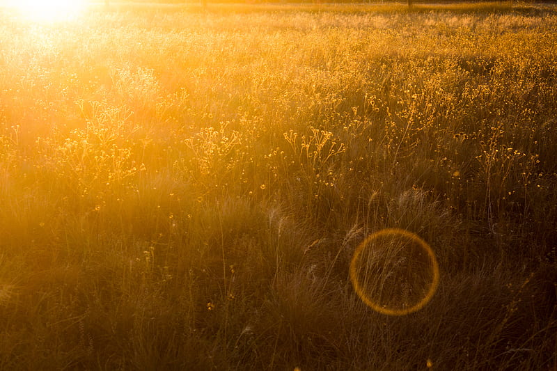 Yellow Field , field, nature, sunbeam, HD wallpaper