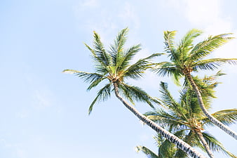 Coconut tree during daytime, HD phone wallpaper | Peakpx