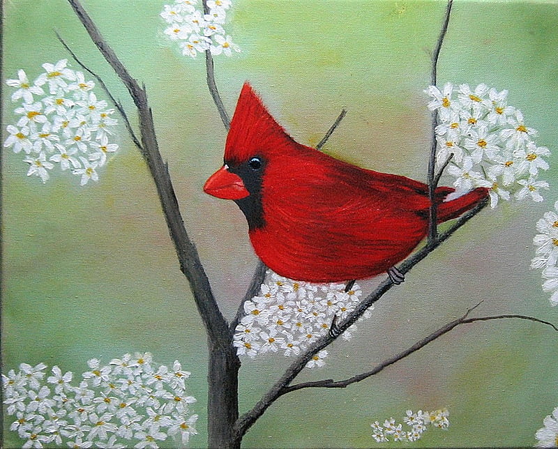 The Beautiful Red One, red, pretty, black, beak, branch, cardinal, HD wallpaper