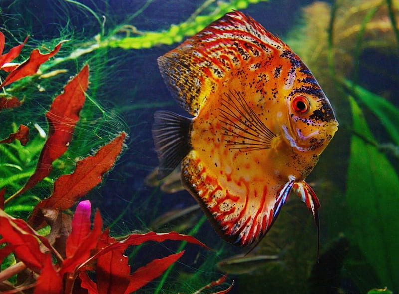 ~goldfish~, colors, water, fish, plants, HD wallpaper