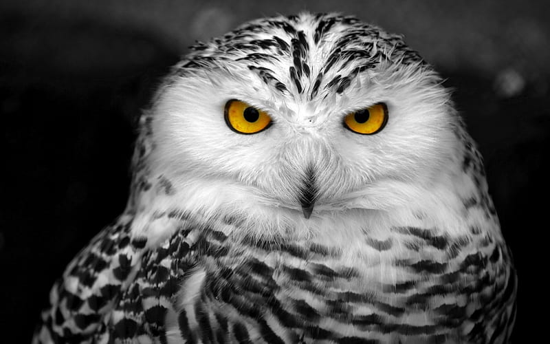 Snow owl, bufnita, bird, feather, black, yellow, white, eyes, HD wallpaper