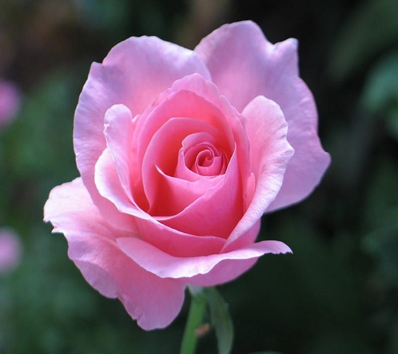 Pink Rose, ros, HD wallpaper