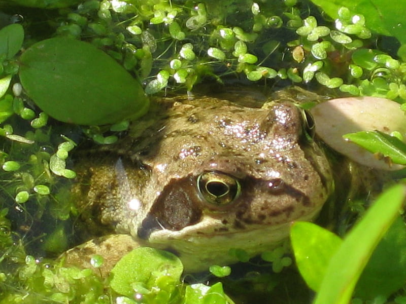 My Garden Frog, pond, frog, green plants, HD wallpaper