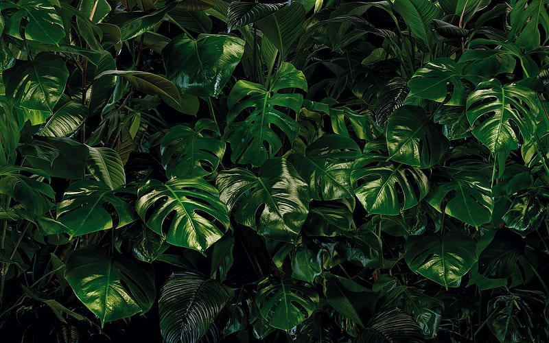 Tropical Wall Mural: Monstera Leaf, Monstera Leaves, HD wallpaper