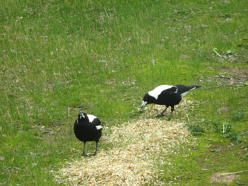 Magpies in the paddock, scavengers, birds, songs, magpies, HD wallpaper