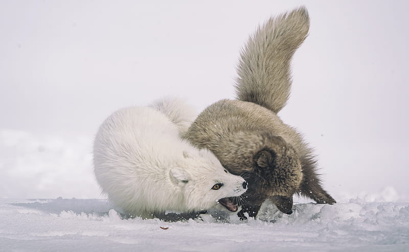 Dogs, Arctic Fox, Snow, Winter, HD wallpaper