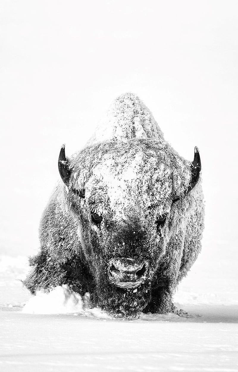 Bison through snow, animal, cold, cool, nature, white, wild, wildlife,  winter, HD phone wallpaper | Peakpx