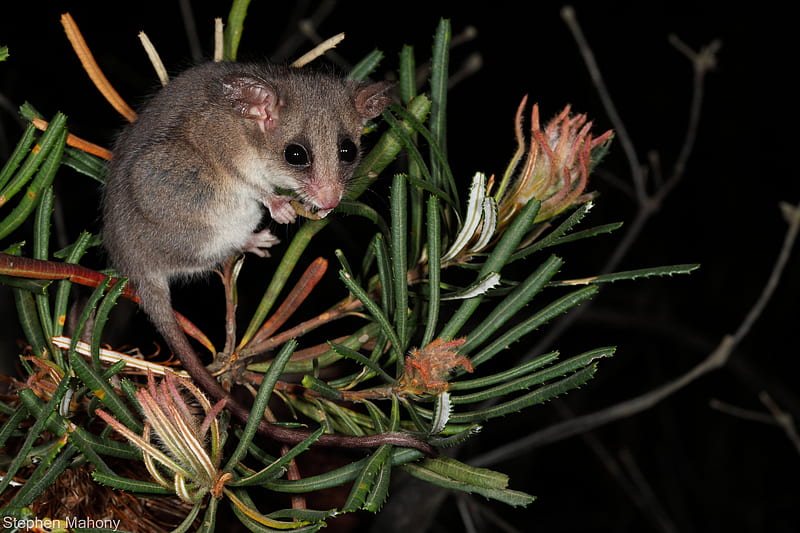 Wallpaper  face hands wildlife whiskers rodent fauna mammal possum  vertebrate marsupial virginia opossum common opossum 5184x3456   CoolWallpapers  566127  HD Wallpapers  WallHere