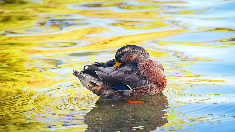 Brown Duck On Pond Birds, HD wallpaper