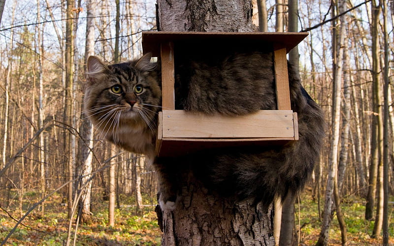 Watchtower., tree, cat, watching, big, HD wallpaper