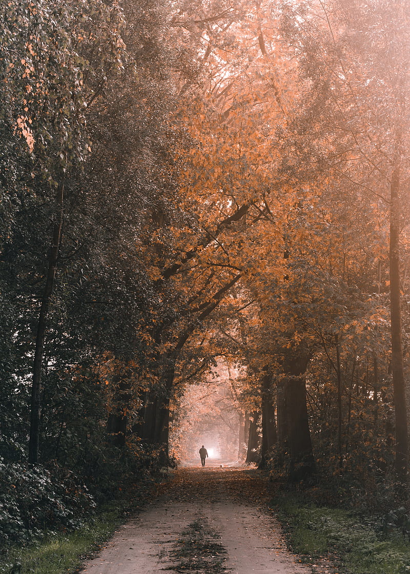 silhouette, alone, path, trees, nature, HD phone wallpaper