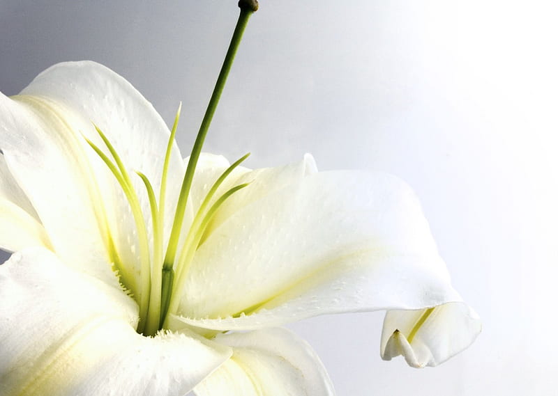 White lily, lily, flower, beauty, white, HD wallpaper