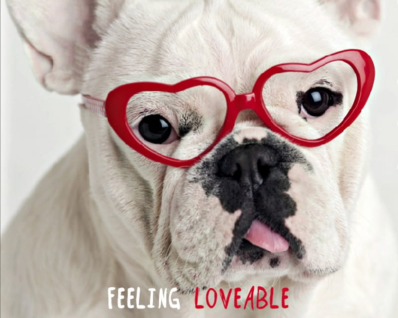 Feeling Loveable, red, glasses, french bulldog, valentine, animal, sweet, card, cute, rachael hale, heart, funny face, white, puppy, dog, HD wallpaper