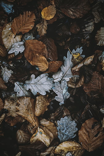 Camera, leaves, foliage, dry, autumn, HD phone wallpaper | Peakpx