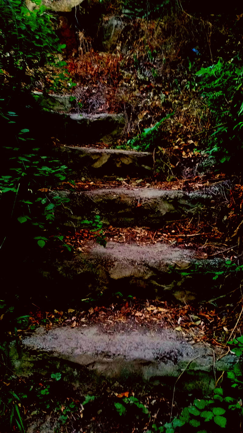 Stairs forest, ruins, jungle, fall, road, colors, woods, leaves, HD phone wallpaper