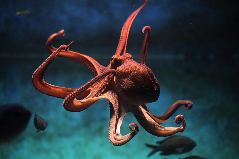 Animal, Octopus, HD wallpaper