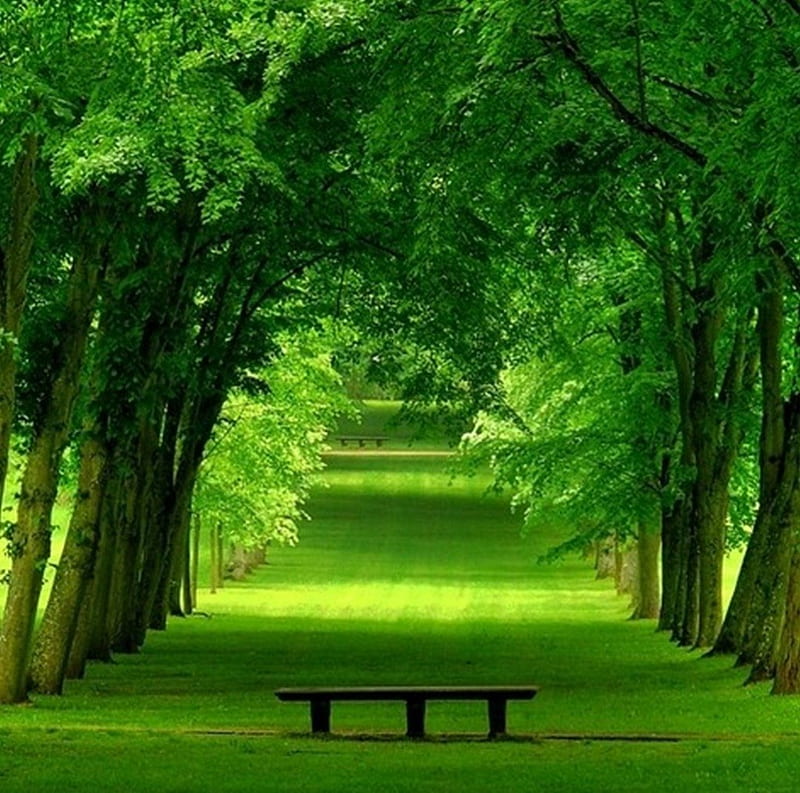 Green Park, bonito, trees, grass, greenery, HD wallpaper