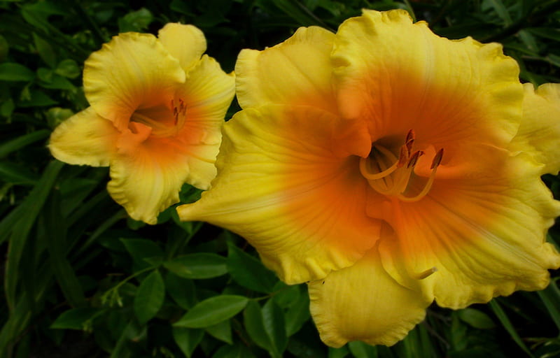 Large Orange and Yellow Hibiscus, orange, hibiscus, yellow, leaves