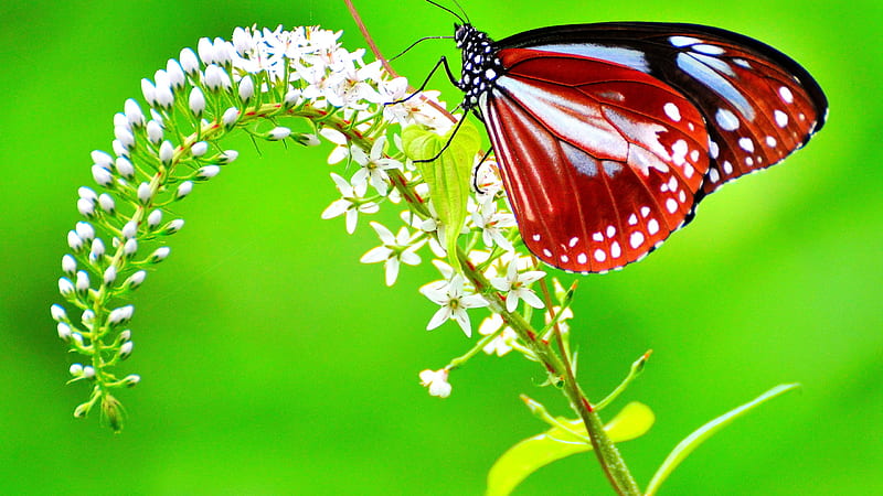 Red Black White Butterfly On White Flower In Green Background Butterfly, HD wallpaper