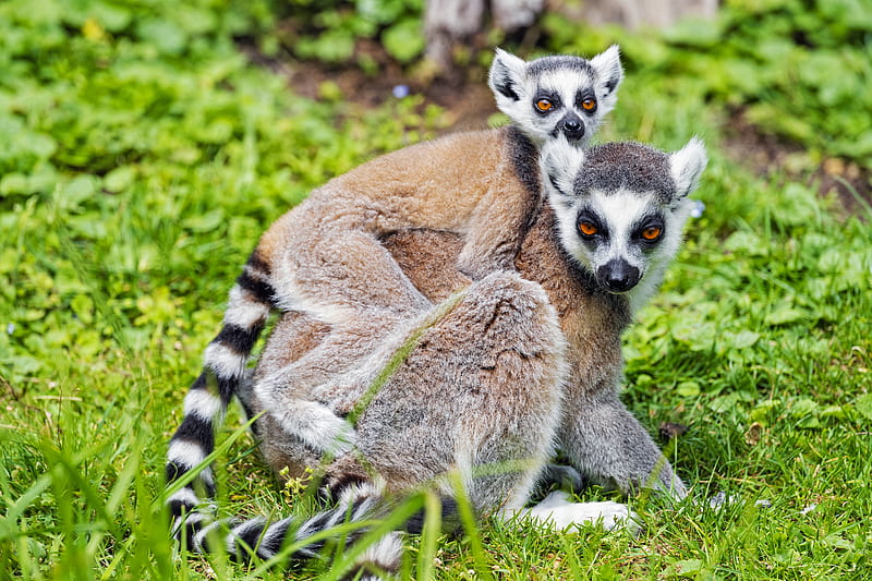 lemur, cub, animal, family, HD wallpaper