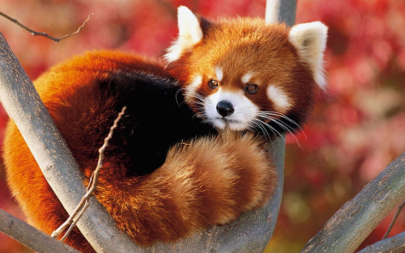 red panda fluffy-animal, HD wallpaper