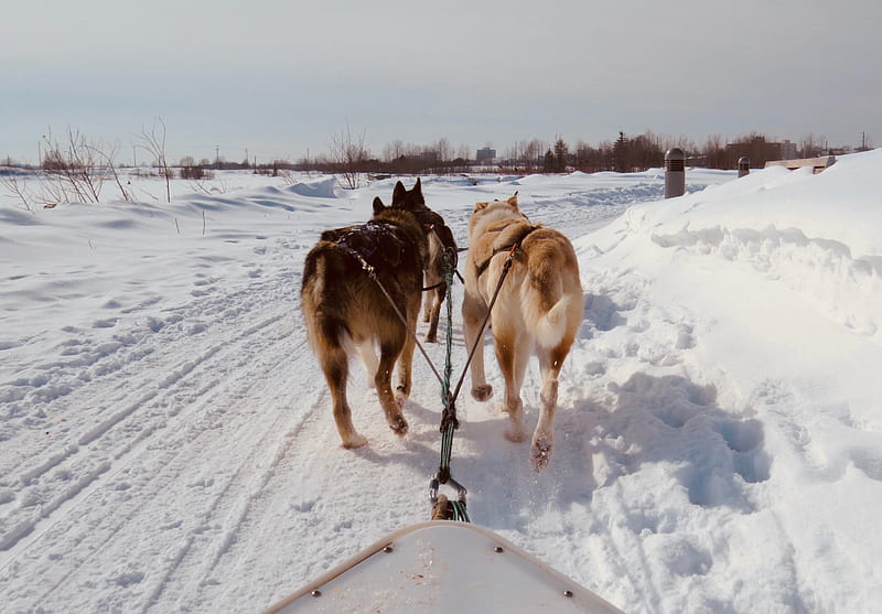 dogs on snow covered ground during daytime, HD wallpaper