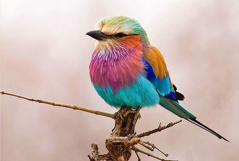 Colorful Birdie, colorful, cute, little, bird, HD wallpaper