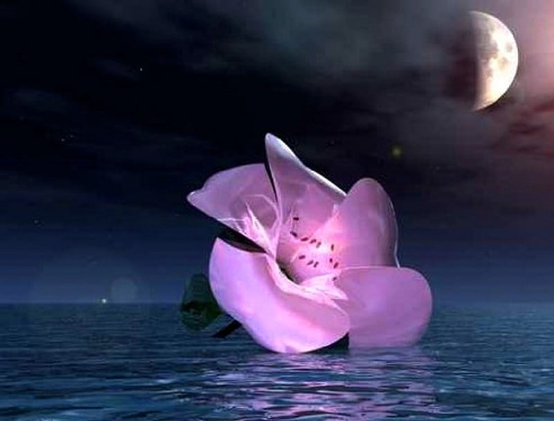 Moon flower, flower, moon, pink, night, HD wallpaper