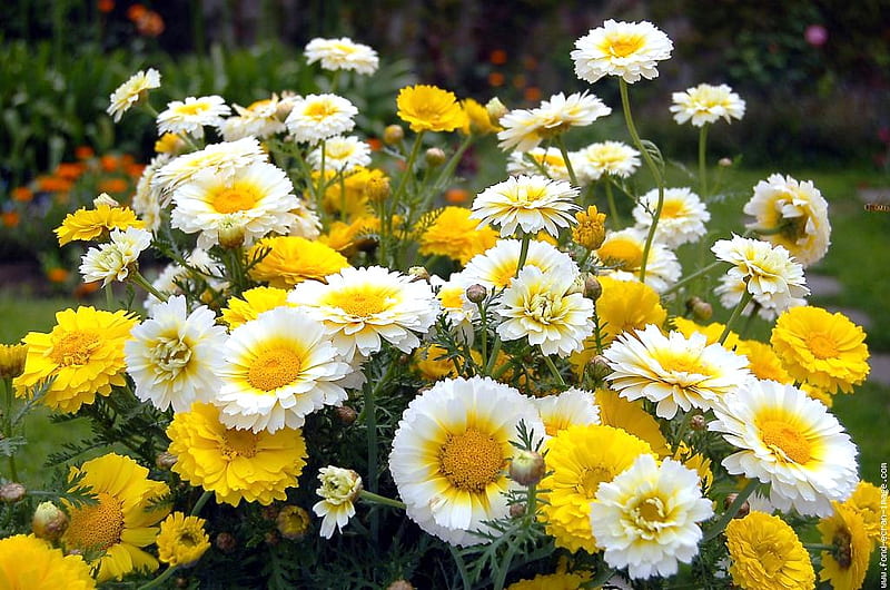 Sunny side up, daisies, group, sunny bright, flowers, yellow, HD wallpaper