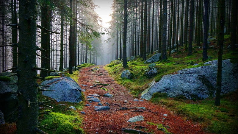 wonderful path in a forest, forest, rocks, leaves, path, mist, HD wallpaper